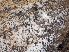  (Protodontia sp. CA01 - FDS-CA-06876)  @11 [ ] by-nc (2024) Stu Pickell Fungal Diversity Survey