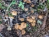  ( - FDS-CA-06902)  @11 [ ] by-nc (2024) Stu Pickell Fungal Diversity Survey