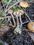  ( - FDS-CA-06902)  @11 [ ] by-nc (2024) Stu Pickell Fungal Diversity Survey