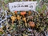  ( - FDS-CA-06908)  @11 [ ] by-nc (2024) Stu Pickell Fungal Diversity Survey