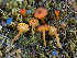 ( - FDS-CA-06908)  @11 [ ] by-nc (2024) Stu Pickell Fungal Diversity Survey
