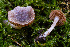  ( - FDS-CA-05880)  @11 [ ] by-nc (2024) Dean Lyons Fungal Diversity Survey