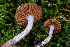  ( - FDS-CA-05880)  @11 [ ] by-nc (2024) Dean Lyons Fungal Diversity Survey