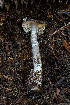  ( - FDS-CA-05811)  @11 [ ] by-nc (2024) Dean Lyons Fungal Diversity Survey