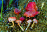 ( - FDS-CA-06909)  @11 [ ] by-nc (2024) Dean Lyons Fungal Diversity Survey