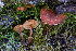  ( - FDS-CA-06929)  @11 [ ] by-nc (2024) Dean Lyons Fungal Diversity Survey