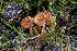  ( - FDS-CA-06929)  @11 [ ] by-nc (2024) Dean Lyons Fungal Diversity Survey