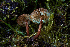  ( - FDS-CA-06929)  @11 [ ] by-nc (2024) Dean Lyons Fungal Diversity Survey