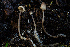  ( - FDS-CA-05817)  @11 [ ] by-nc (2024) Dean Lyons Fungal Diversity Survey