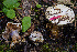  (Calonarius olympianus - FDS-CA-00859)  @11 [ ] by-nc (2024) Dean Lyons Fungal Diversity Survey