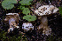  ( - FDS-CA-00859)  @11 [ ] by-nc (2024) Dean Lyons Fungal Diversity Survey