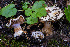  ( - FDS-CA-00859)  @11 [ ] by-nc (2024) Dean Lyons Fungal Diversity Survey