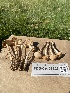  ( - FDS-CA-07527)  @11 [ ] c (2024) Marinna Grijalva Fungal Diversity Survey