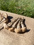  ( - FDS-CA-07527)  @11 [ ] c (2024) Marinna Grijalva Fungal Diversity Survey