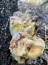  ( - FDS-CA-07530)  @11 [ ] c (2024) Marinna Grijalva Fungal Diversity Survey