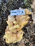  ( - FDS-CA-07530)  @11 [ ] c (2024) Marinna Grijalva Fungal Diversity Survey