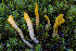  ( - FDS-CA-05826)  @11 [ ] by-nc (2024) Dean Lyons Fungal Diversity Survey