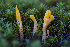  ( - FDS-CA-05826)  @11 [ ] by-nc (2024) Dean Lyons Fungal Diversity Survey