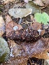  ( - FDS-CA-07525)  @11 [ ] c (2024) Marinna Grijalva Fungal Diversity Survey