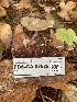  ( - FDS-CA-07525)  @11 [ ] c (2024) Marinna Grijalva Fungal Diversity Survey