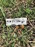  ( - FDS-CA-06794)  @11 [ ] by (2024) Justin Paulin Fungal Diversity Survey
