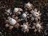  ( - FDS-CA-08016)  @11 [ ] by (2024) Mandy Hackney Fungal Diversity Survey