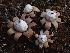  ( - FDS-CA-08016)  @11 [ ] by (2024) Mandy Hackney Fungal Diversity Survey