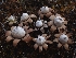  ( - FDS-CA-08016)  @11 [ ] by (2024) Mandy Hackney Fungal Diversity Survey
