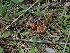  ( - FDS-CA-06794)  @11 [ ] by (2024) Justin Paulin Fungal Diversity Survey