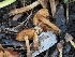  ( - FDS-CA-06793)  @11 [ ] by (2024) Justin Paulin Fungal Diversity Survey