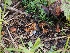  ( - FDS-CA-06793)  @11 [ ] by (2024) Justin Paulin Fungal Diversity Survey