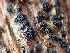  ( - FDS-CA-07604)  @11 [ ] by-nc (2024) Sadie Hickey Fungal Diversity Survey