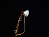  (Mycena pterigena - FDS-CA-06605)  @11 [ ] by (2024) Justin Paulin Fungal Diversity Survey