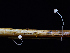  ( - FDS-CA-06605)  @11 [ ] by (2024) Justin Paulin Fungal Diversity Survey