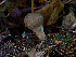  ( - FDS-CA-06609)  @11 [ ] by (2024) Justin Paulin Fungal Diversity Survey