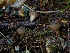  ( - FDS-CA-06609)  @11 [ ] by (2024) Justin Paulin Fungal Diversity Survey