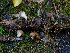  ( - FDS-CA-06609)  @11 [ ] by (2024) Justin Paulin Fungal Diversity Survey