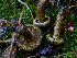  ( - FDS-CA-06610)  @11 [ ] by (2024) Justin Paulin Fungal Diversity Survey