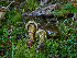  ( - FDS-CA-06610)  @11 [ ] by (2024) Justin Paulin Fungal Diversity Survey