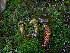  ( - FDS-CA-06610)  @11 [ ] by (2024) Justin Paulin Fungal Diversity Survey