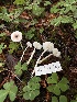  ( - FDS-CA-05832)  @11 [ ] by-nc (2024) Dean Lyons Fungal Diversity Survey