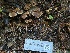  ( - FDS-CA-00863)  @11 [ ] by-nc (2024) Dean Lyons Fungal Diversity Survey