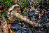  ( - FDS-CA-06920)  @11 [ ] by-nc (2024) Dean Lyons Fungal Diversity Survey