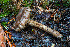  ( - FDS-CA-06920)  @11 [ ] by-nc (2024) Dean Lyons Fungal Diversity Survey