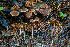  ( - FDS-CA-00863)  @11 [ ] by-nc (2024) Dean Lyons Fungal Diversity Survey