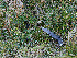  ( - FDS-CA-06620)  @11 [ ] by (2024) Justin Paulin Fungal Diversity Survey