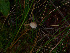  (Mycena metata - FDS-CA-06622)  @11 [ ] by (2024) Justin Paulin Fungal Diversity Survey