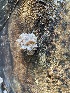  ( - FDS-CA-07522)  @11 [ ] c (2024) Marinna Grijalva Fungal Diversity Survey
