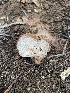  ( - FDS-CA-07522)  @11 [ ] c (2024) Marinna Grijalva Fungal Diversity Survey