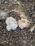  ( - FDS-CA-07522)  @11 [ ] c (2024) Marinna Grijalva Fungal Diversity Survey